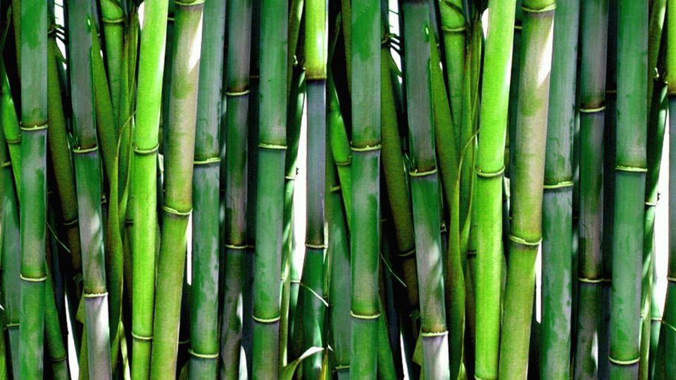 18 фактов о Бамбуке