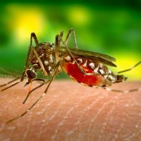 12 фактов о Комарах