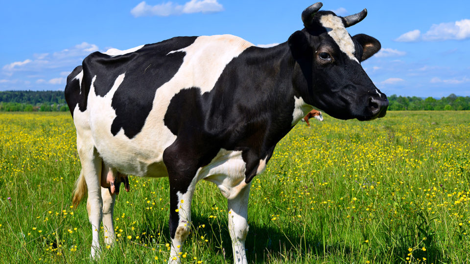 17 фактов о Коровах