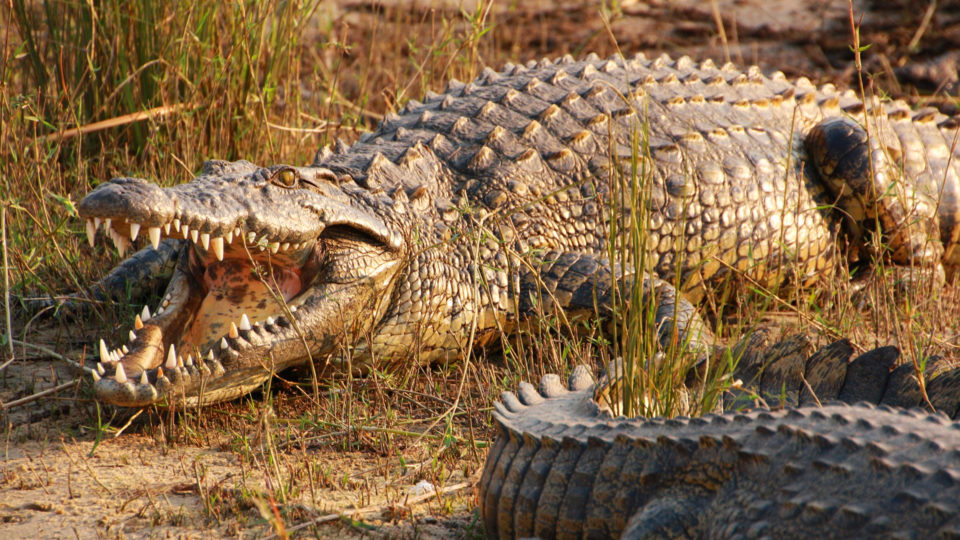 17 фактов о Крокодилах