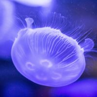 20 фактов о Медузах
