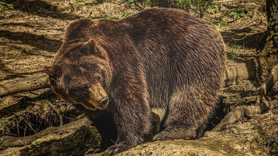 21 факт о Медведях