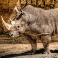 13 фактов о Носорогах