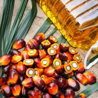 20 фактов о Пальмовом масле