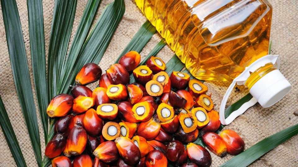 20 фактов о Пальмовом масле
