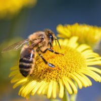 20 фактов о Пчёлах