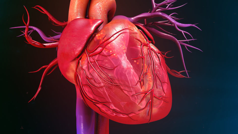 15 фактов о Сердце