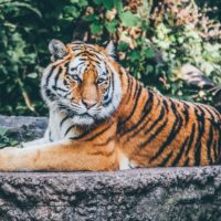 20 фактов о Тиграх