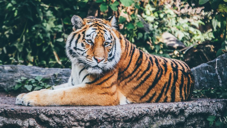 20 фактов о Тиграх