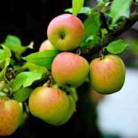 19 фактов о Яблоках