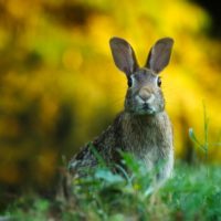 19 фактов о Зайцах