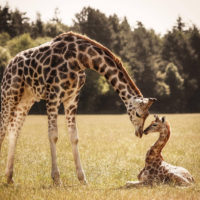 14 фактов о Жирафах