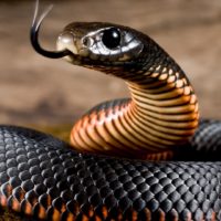 19 фактов о Змеях