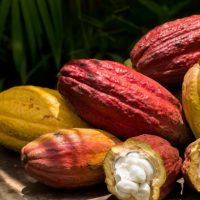 Интересные факты о Какао